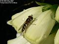 2007-0529hoverfly